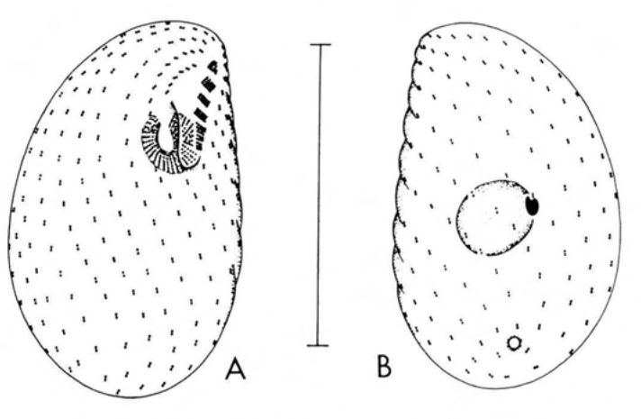 Figure 37