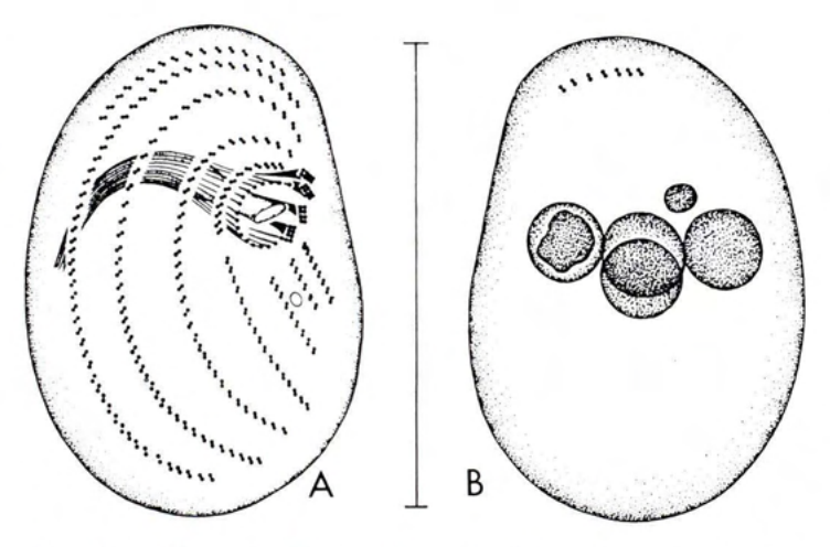 Figure 35