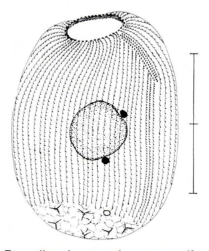 Figure 23