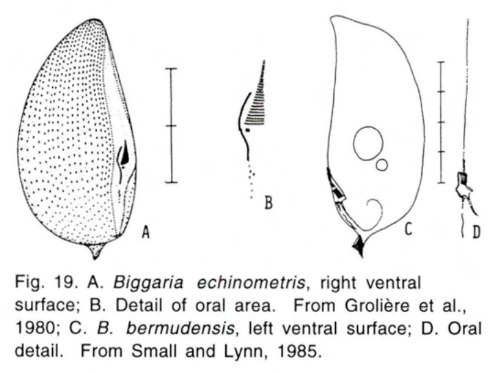 Figure 20
