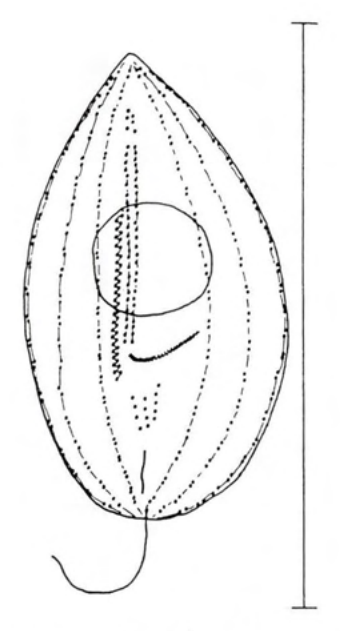 Figure 29