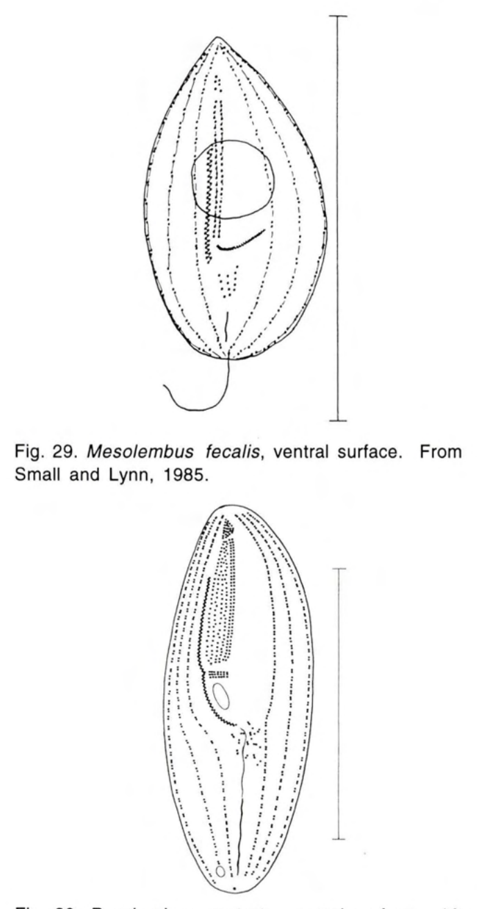 Figure 30