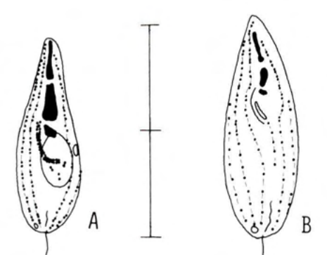 Figure 33
