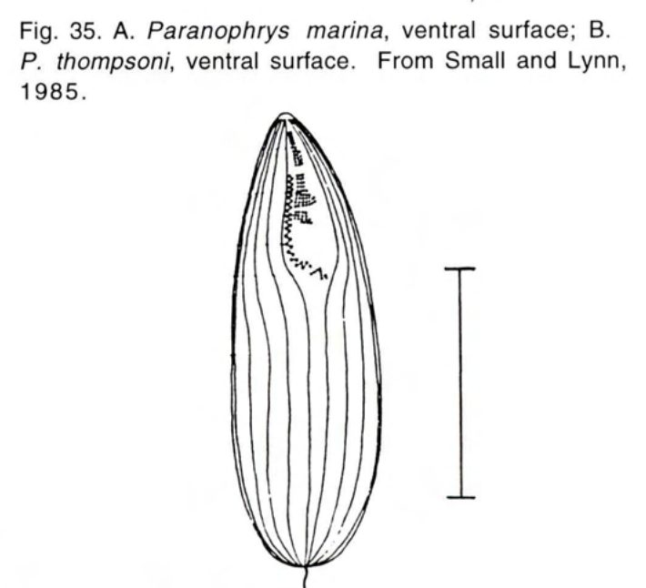 Figure 36