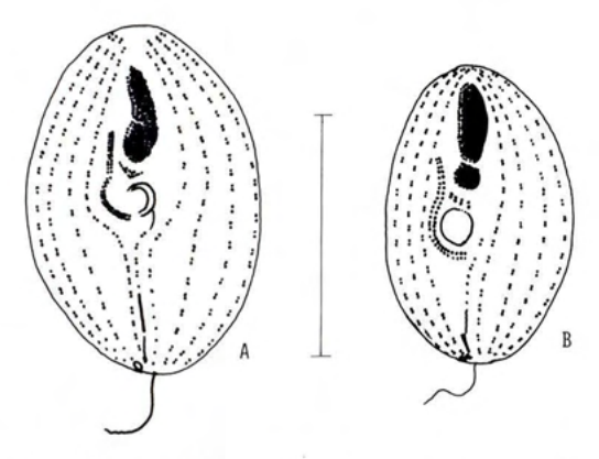 Figure 37
