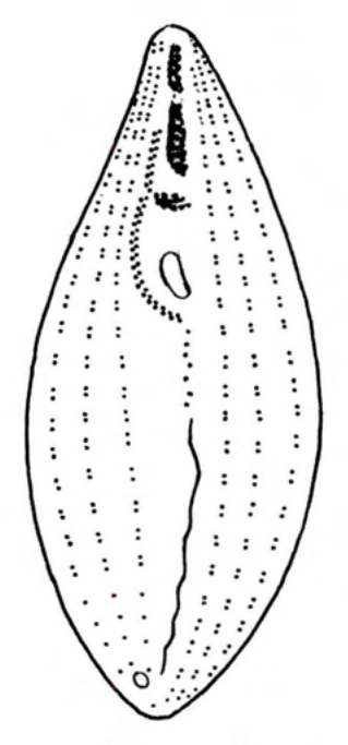 Figure 40