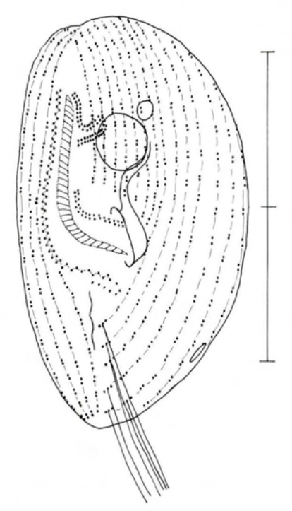 Figure 42