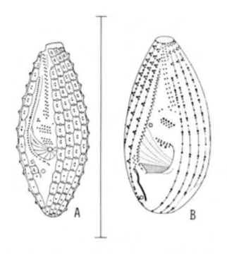 Figure 44