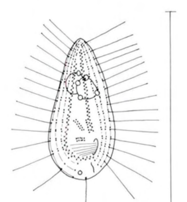 Figure 45