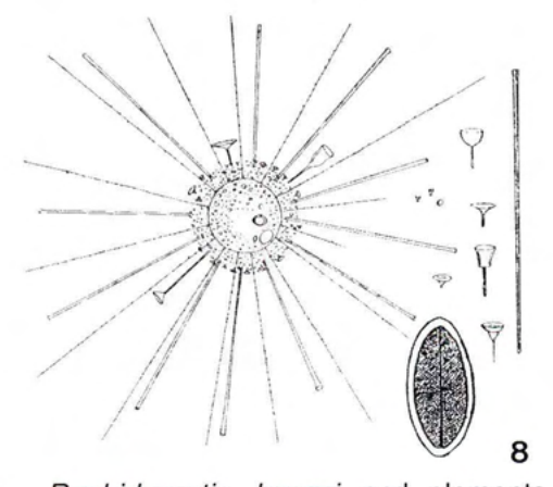 Figure 8