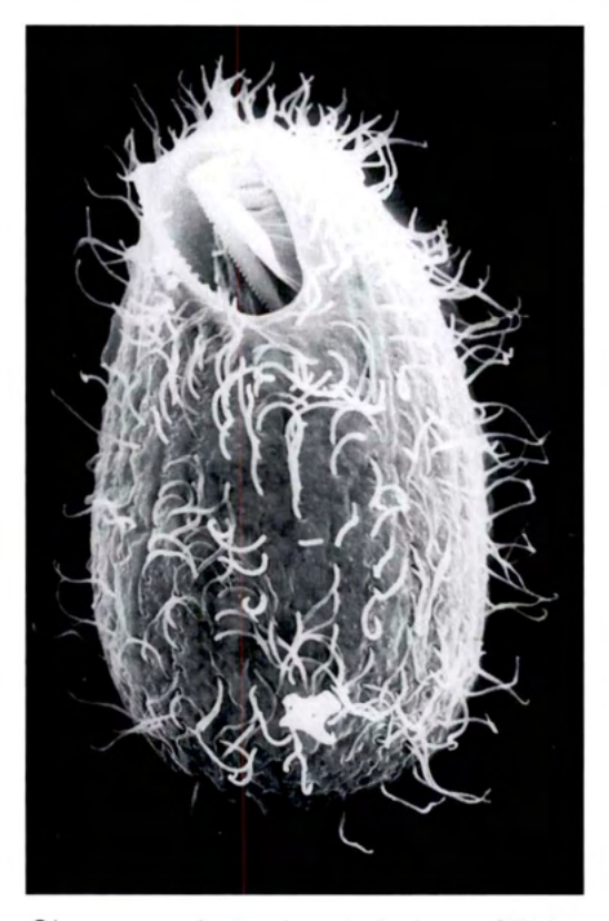 Figure 21